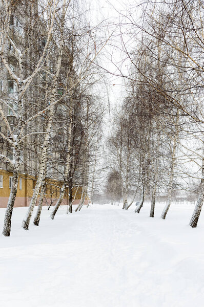 Snowy winter landscape of the city. The path in the snow between the trees (birch) near the blocks of flats.