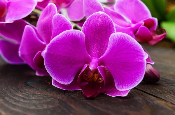 Flores de orquídea rosa tierna primer plano sobre un fondo de madera oscura . — Foto de Stock