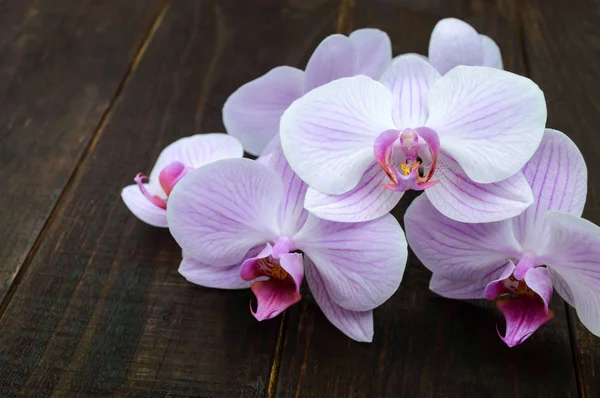 Flores de orquídea rosa tierna primer plano en una mesa de madera oscura . — Foto de Stock