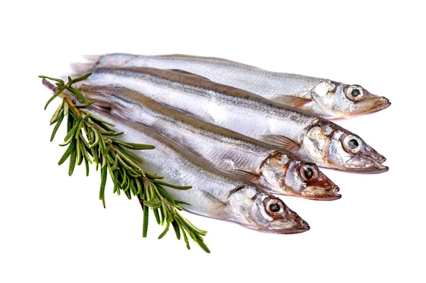 Capelim de peixe cru e um ramo de alecrim isolado sobre fundo branco . — Fotografia de Stock