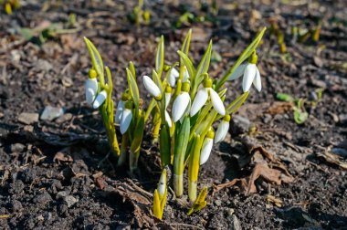 İlk bahar çiçekleri: kardelen niteliğine. Bahar, başlangıç, tazelik, yeni bir hayat sembolü.