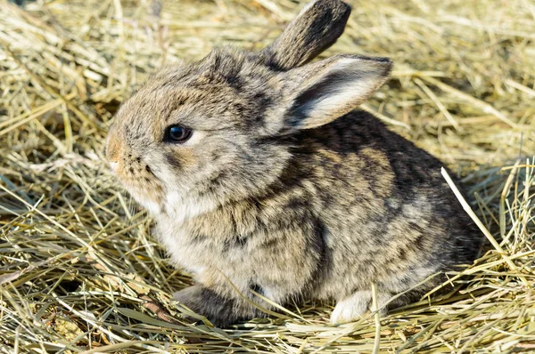 Un piccolo coniglio siede su un'erba secca (fieno). Vista di profilo . — Foto Stock