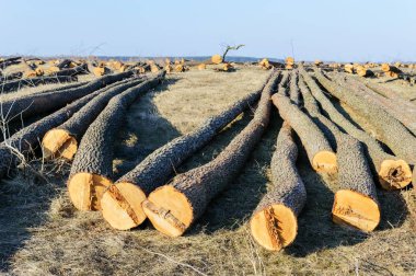 Kesilen ağaçlar yalan yere. Büyük günlükleri - soyulmuş dalları şort. Ormanları Temizleme. Güneşli gün.