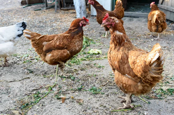 Several red farm chicken (breeds: Redbro, Lohmann Brown, Hisex Brown, Hy-Line)  walk in yard the countryside