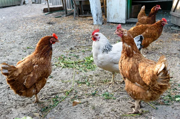 Birkaç kırmızı tavuk çiftliği (doğurmak: Redbro, Lohmann Brown, Hisex Brown, Hy-Line) ve beyaz (Adler gümüş doğurmak) kırsal bahçede yürümek — Stok fotoğraf