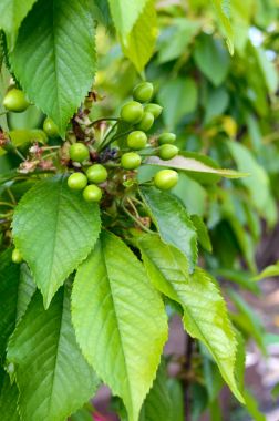 Yeşil olgunlaşmamış kiraz meyveleri dalları yaprakları arasında. Bahar bahçe.