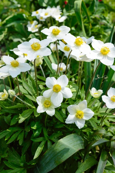 Anemone - białe wiosenne kwiaty rosną w ogrodzie. — Zdjęcie stockowe