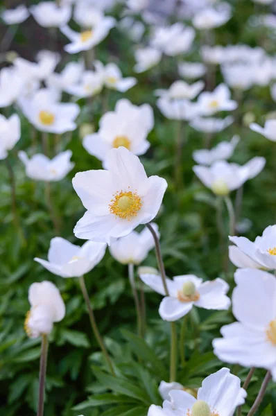 Ανεμώνη - λευκό ανοιξιάτικα λουλούδια μεγαλώνουν στον κήπο — Φωτογραφία Αρχείου