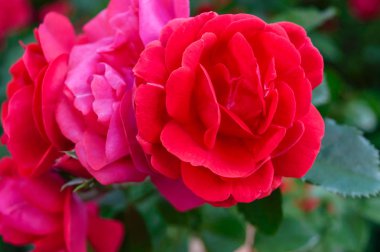 Doğanın bir arka plan üzerinde kırmızı gül yemyeşil bir çalı