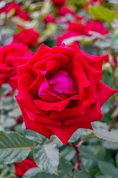 Un lussureggiante cespuglio di rose rosse su uno sfondo di natura. Molti fiori e boccioli sul gambo. Vista verticale — Foto Stock