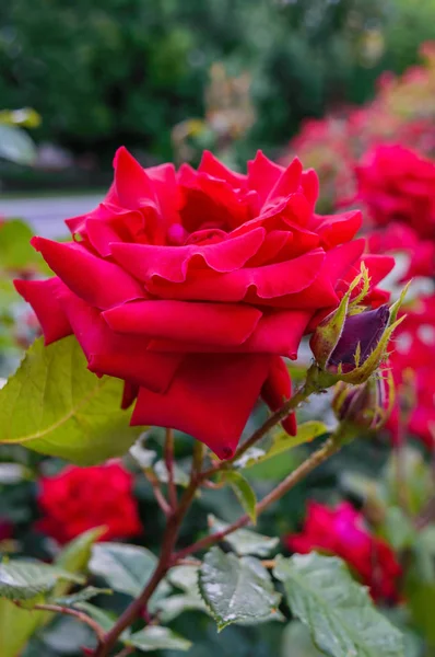 Ein üppiger Strauch roter Rosen vor einem Hintergrund der Natur. — Stockfoto