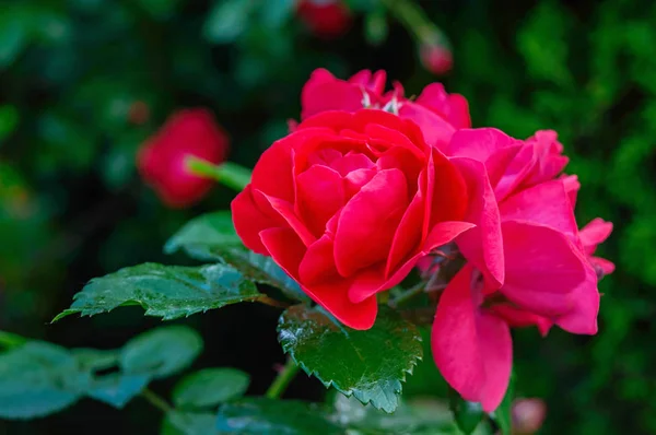 Ein üppiger Strauch roter Rosen vor einem Hintergrund der Natur. viele Blüten und Knospen am Stiel. vertikale Ansicht — Stockfoto