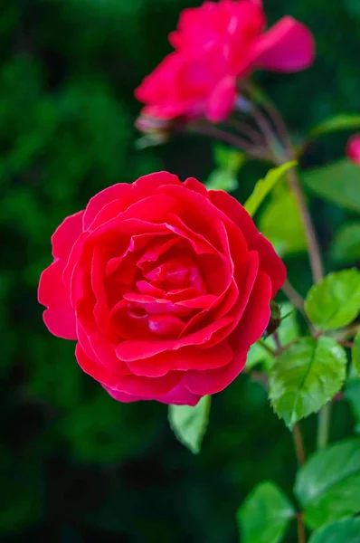 Un lussureggiante cespuglio di rose rosse su uno sfondo di natura — Foto Stock