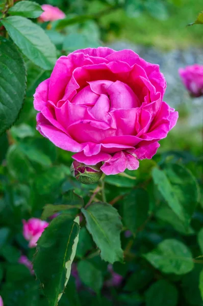 Strauch mit rosa Rosen auf dem Hintergrund der Natur. — Stockfoto