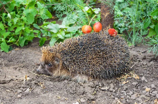 The ordinary hedgehog creeps along the gray earth. On needles there is food: berries.