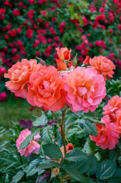 Arbusto exuberante de rosas rosa-vivas em um contexto da natureza . — Fotografia de Stock