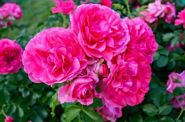 郁郁葱葱的布什的明亮粉红玫瑰的自然背景. — 图库照片