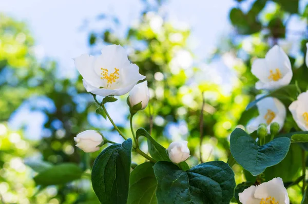Jasmine - Tuleja z białych kwiatów. — Zdjęcie stockowe