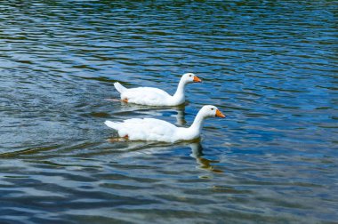 Flock kaz su yüzme. 