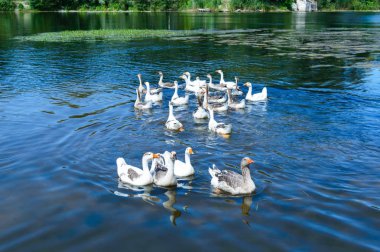 Flock kaz su yüzme. 