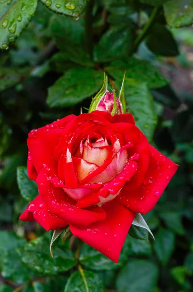 Eine große rote Rose vor dem Hintergrund der Natur. — Stockfoto