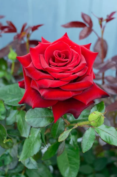 Una grande rosa rossa sullo sfondo della natura . — Foto Stock