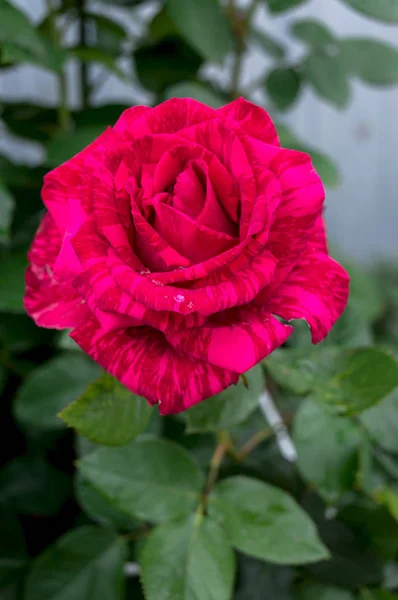 Una grande rosa rossa contro nel giardino — Foto Stock