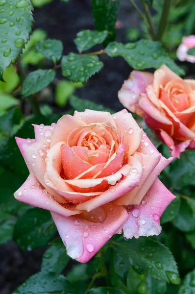 Eine große rosa Rose im Garten vor dem Hintergrund der Natur. — Stockfoto