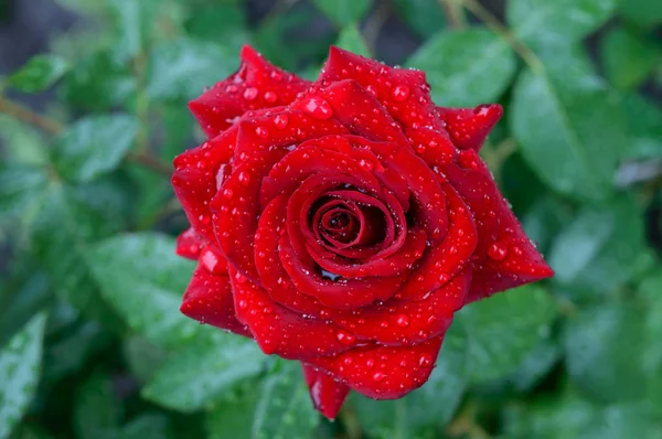 Eine große üppige rote Rose im Garten vor einem Hintergrund der Natur. die Ansicht von oben — Stockfoto