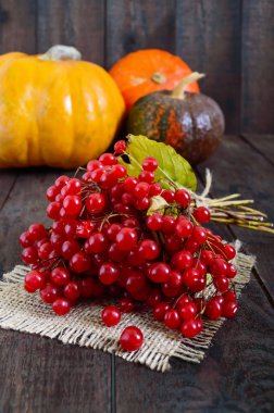 Bir demet kırmızı kartopu, birkaç kabak koyu ahşap arka plan üzerinde. Sonbaharın hediyeler. Arıtma tesisi. Kartopu çilek. Doğal ilaç.