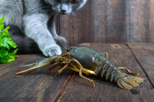Large Crayfish Retreats Wooden Table Gray Cat Carefully Looks Wants — Stock Photo, Image