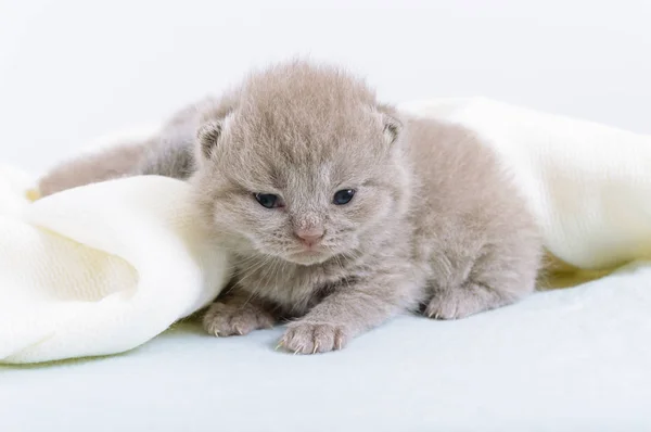 Pequeño Gatito Escocés Hermoso Una Manta Suave Luz — Foto de Stock