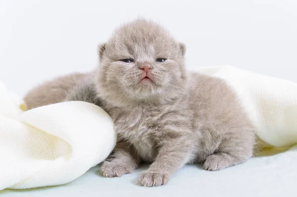 Pequeño Gatito Escocés Hermoso Una Manta Suave Luz — Foto de Stock