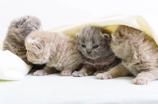 Pequeños Gatitos Escoceses Hermosos Una Tela Cuadros Suave Luz — Foto de Stock