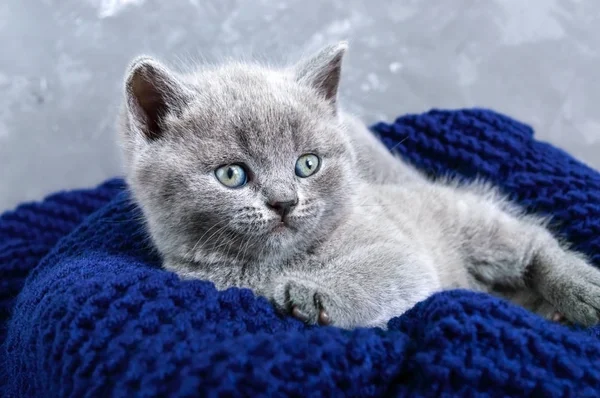 Маленький Серый Шотландский Прямой Котёнок Корзине Счастливый Котенок Смотрит Внимательно — стоковое фото