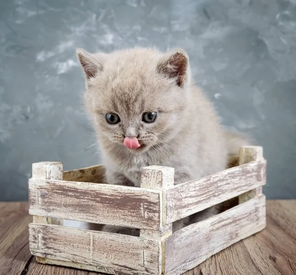 Pequeño Gatito Escocés Lila Una Caja Madera Gato Mira Cuidadosamente — Foto de Stock