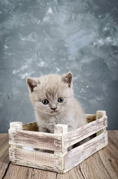 Pequeño Gatito Escocés Lila Una Caja Madera Gato Mirando Cuidadosamente — Foto de Stock