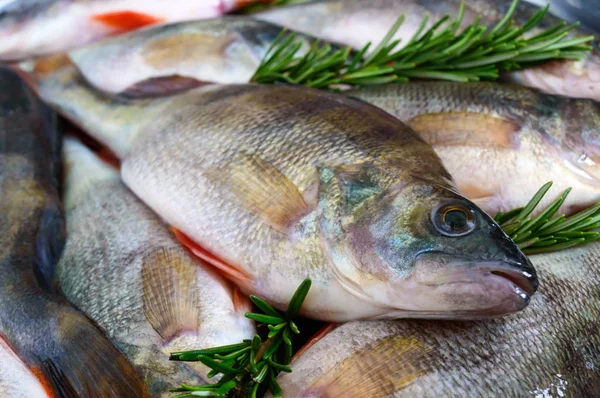 Pile Fresh Raw Fish Tray Close Carp Fresh Catch — Stock Photo, Image