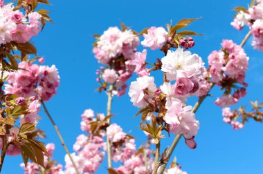 Mavi gökyüzüne karşı çiçek açan güzel sakura dalları. Hanami. Sakura çiçeği zamanı..