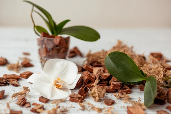 El cuidado de la planta — Foto de Stock