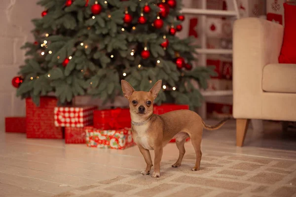 neşeli Noel, yeni yıl