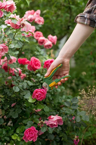 Cuidado de jardim — Fotografia de Stock