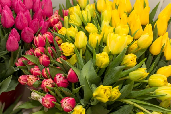 Frühlingsblumen. — Stockfoto