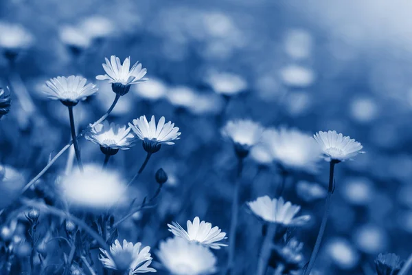 Blaue Blumenlandschaft — Stockfoto