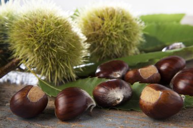 Marroni e ricci di castagna