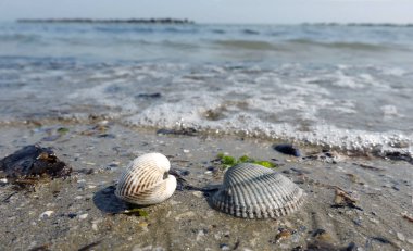 Conchiglie in riva al mare