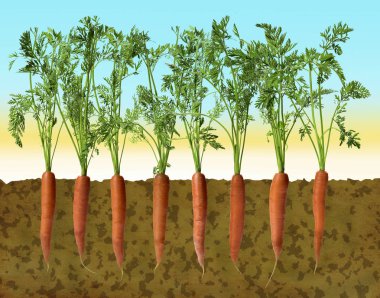 Fila di carote e disegno