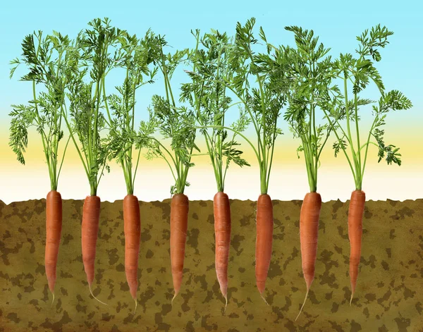 Fila di carote e disegno