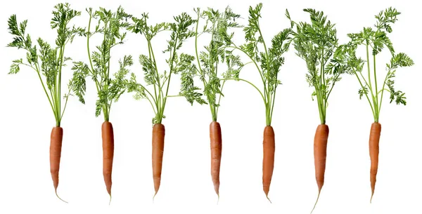 Ряд моркови с листьями — стоковое фото