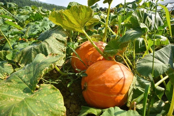 Zucche di Halloween